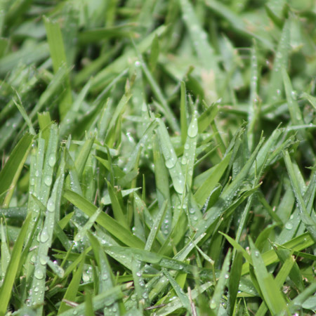 Platinum Zoysia Grass Close Up