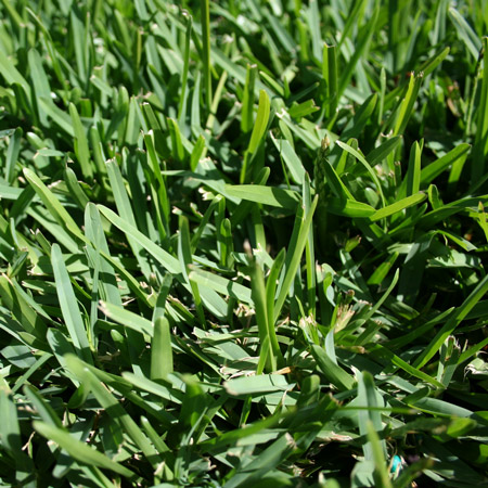 Sir Walter Buffalo Grass Close View