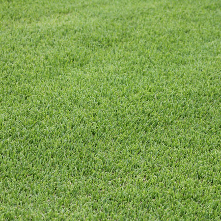 Sir Walter Buffalo Turf Lawn