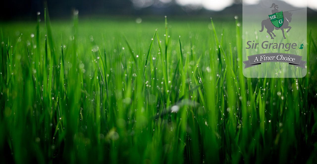 Sir Grange Zoysia Turf