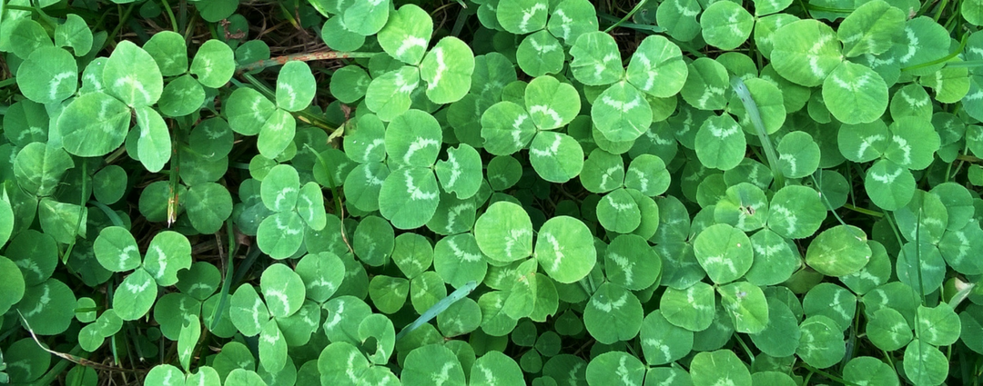 To Weed or not to Weed- That is the Question of the Clover