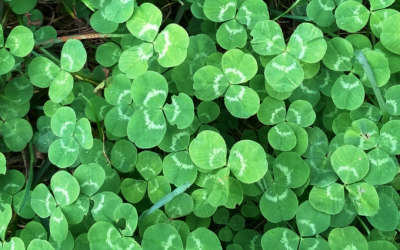 To Weed or not to Weed- That is the Question of the Clover