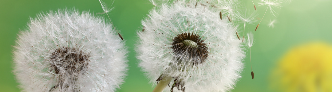 Turning up the Heat on Dandelions