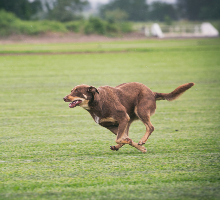 Dogs love to run on grass