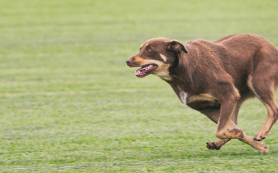 You Don’t Need to Choose Between Your Pets and Your Lawn