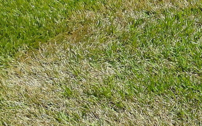 Dead grass? Brown patches on lawn? It could be a grass disease.