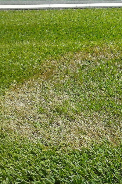 Dead grass? Brown patches on lawn? It could be a grass disease.