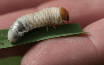 Lawn Grubs, Lawn Beetle and Other Common Pests this Spring