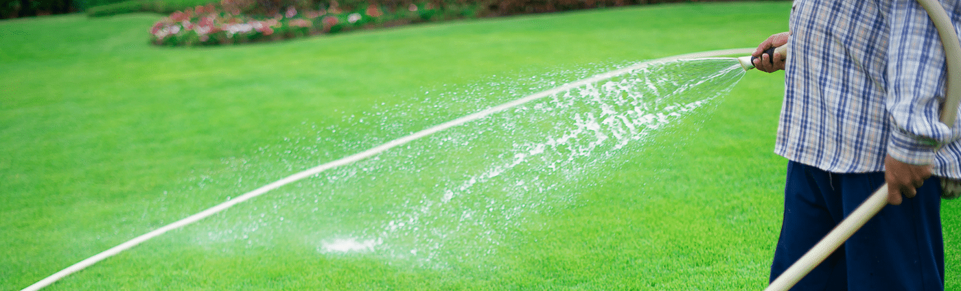Water regularly to prevent your grass going to seed