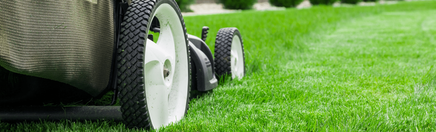 Mow to prevent your grass going to seed