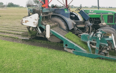 Getting the Timing Right for Turf Installation