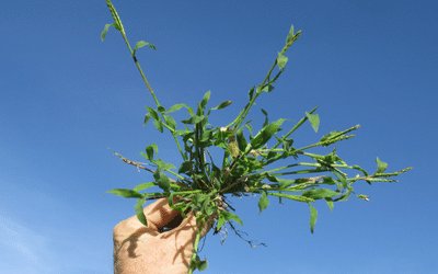 Summergrass Weeds: A Problem for Your Summer Garden