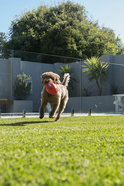 Happy lawn, happy summer