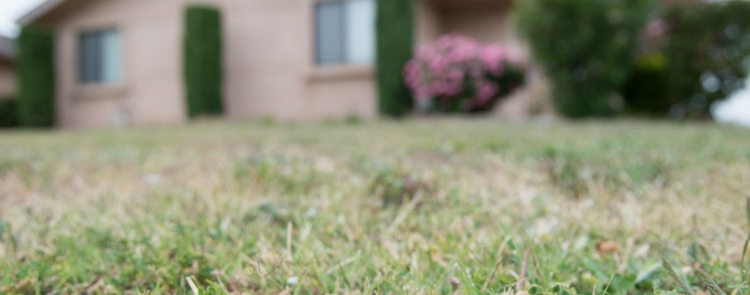 Making Your Grass Drought Resistant