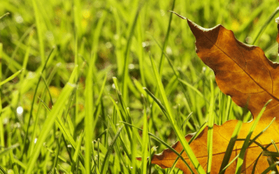 Is Your Lawn Losing Its Green Colour?