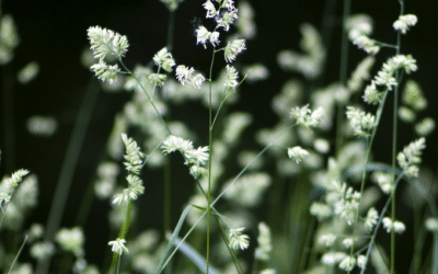 Preparing Lawn for Winter Weeds