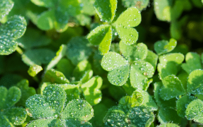 Dealing with Oxalis in Lawn