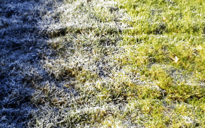 Preparing Lawn for Winter