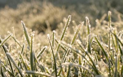 Your Lawn and Frosty Mornings