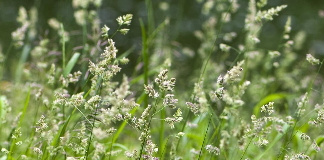 Wintergrass: It’s Back Again