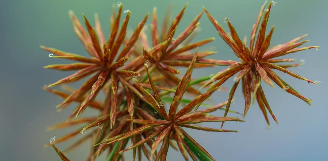 Looking Out for Winter Weeds in Lawn