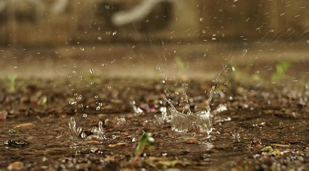 Has Your Soil Stopped Absorbing Water?