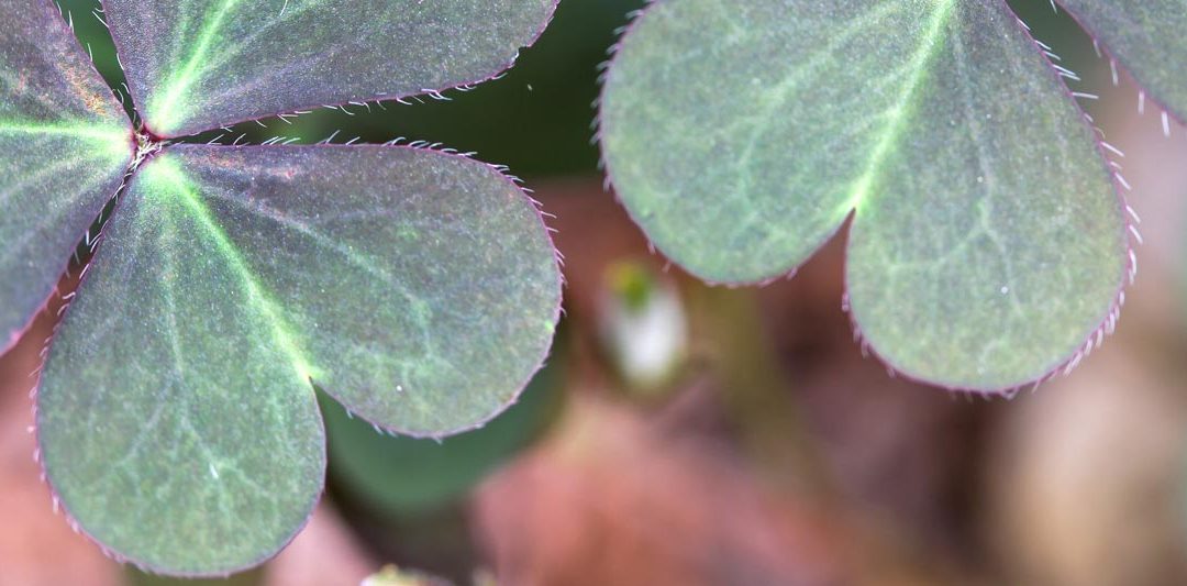 Overpowering Creeping Oxalis Weed