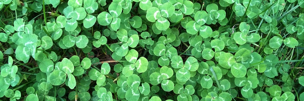 spot the clover in your lawn