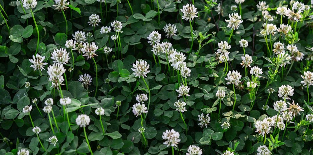 What Clovers Really Mean for Your Lawn