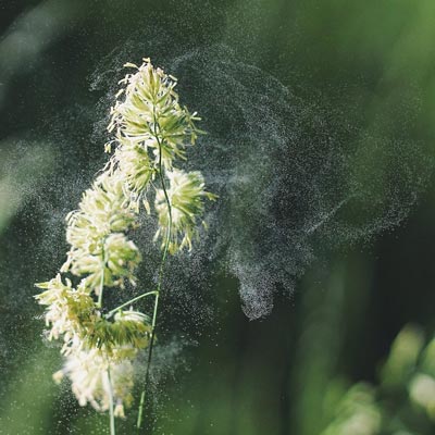 Is Grass the Answer to Spring Allergies?