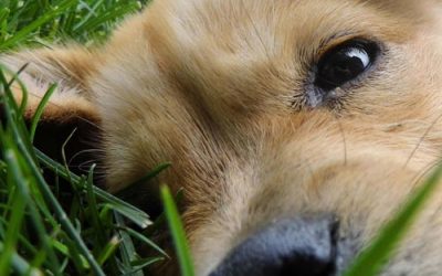 Looking After Pets and Your Lawn