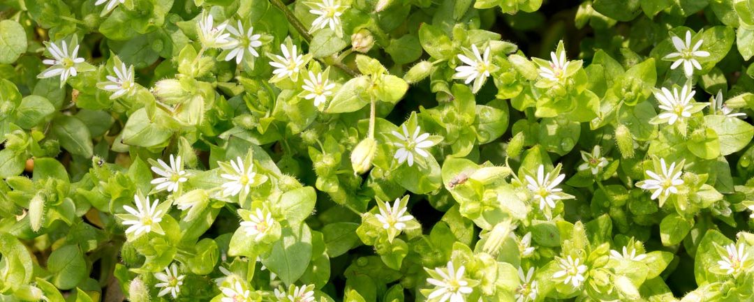 The Simple Solution to Deal with Chickweed