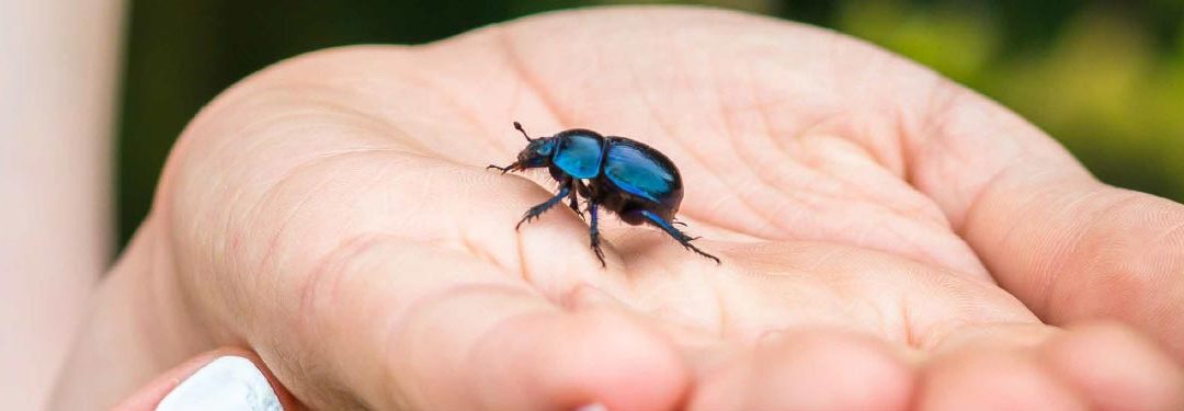 Avoid the Damage of the African Black Beetles