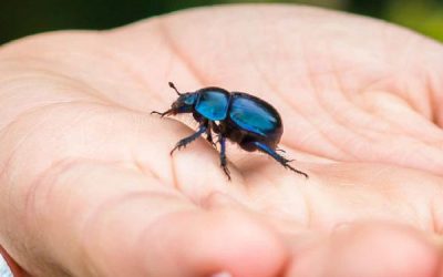 Avoid the Damage of the African Black Beetles