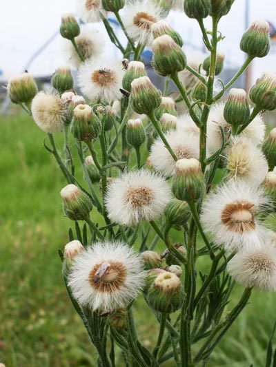 Fleabane: The Pain in Your Backside