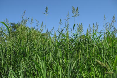 Is Summer Grass an Unwelcome Guest in Your Backyard?