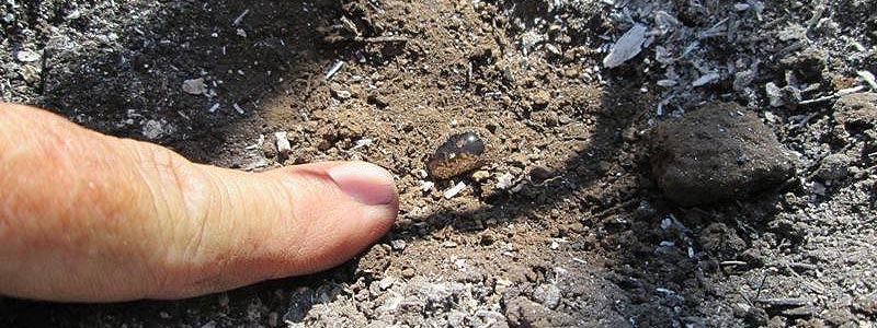 hydrophobic soil