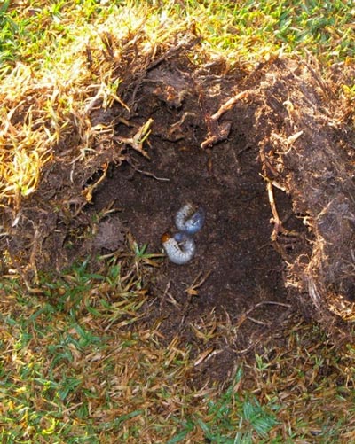 argentinian scarab grub