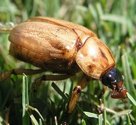 The Curse of the Argentinian Scarab