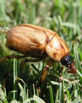 The Curse of the Argentinian Scarab