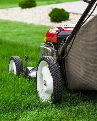 Mowing Buy Turf Online