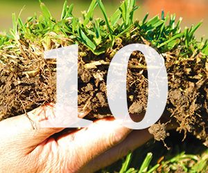 Top Ten Lawn Care Tips