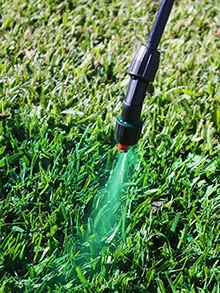 The Secret to a Greener Lawn