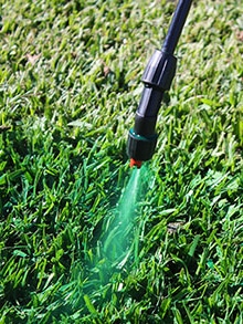 Secret to a greener lawn