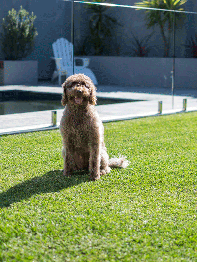 DNA Certified Sir Walter Buffalo Lawn – A Step Above the Rest