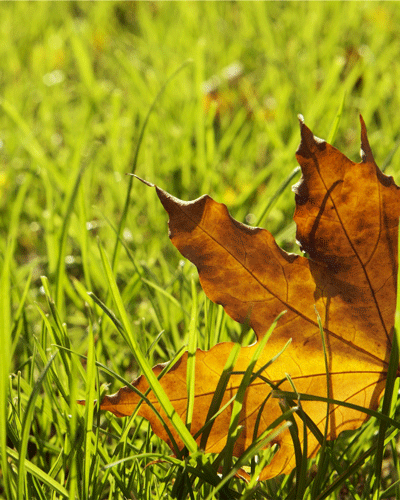 Autumn Leaves