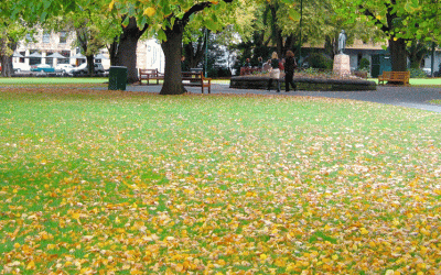 Wondering What to do with Those Autumn Leaves on Your Lawn?