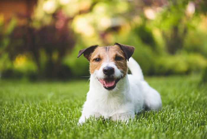 What's the best grass for dogs