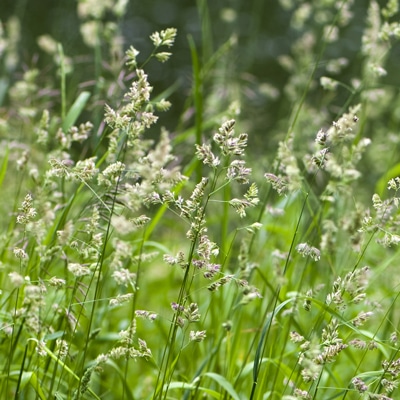 winter grass weeds