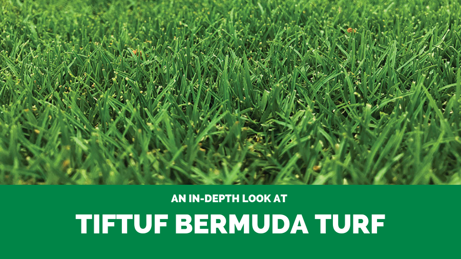 An In-Depth Look at TifTuf Bermuda Turf